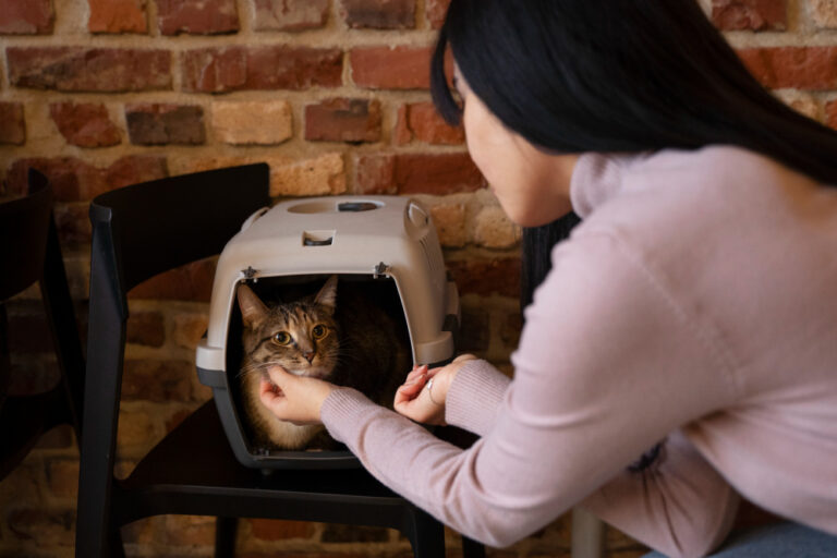 Chat mignon confortablement installé parmi des cartons de déménagement, illustrant la manière dont un animal de compagnie peut s'adapter à de nouvelles habitudes lors du déménagement dans une nouvelle maison.